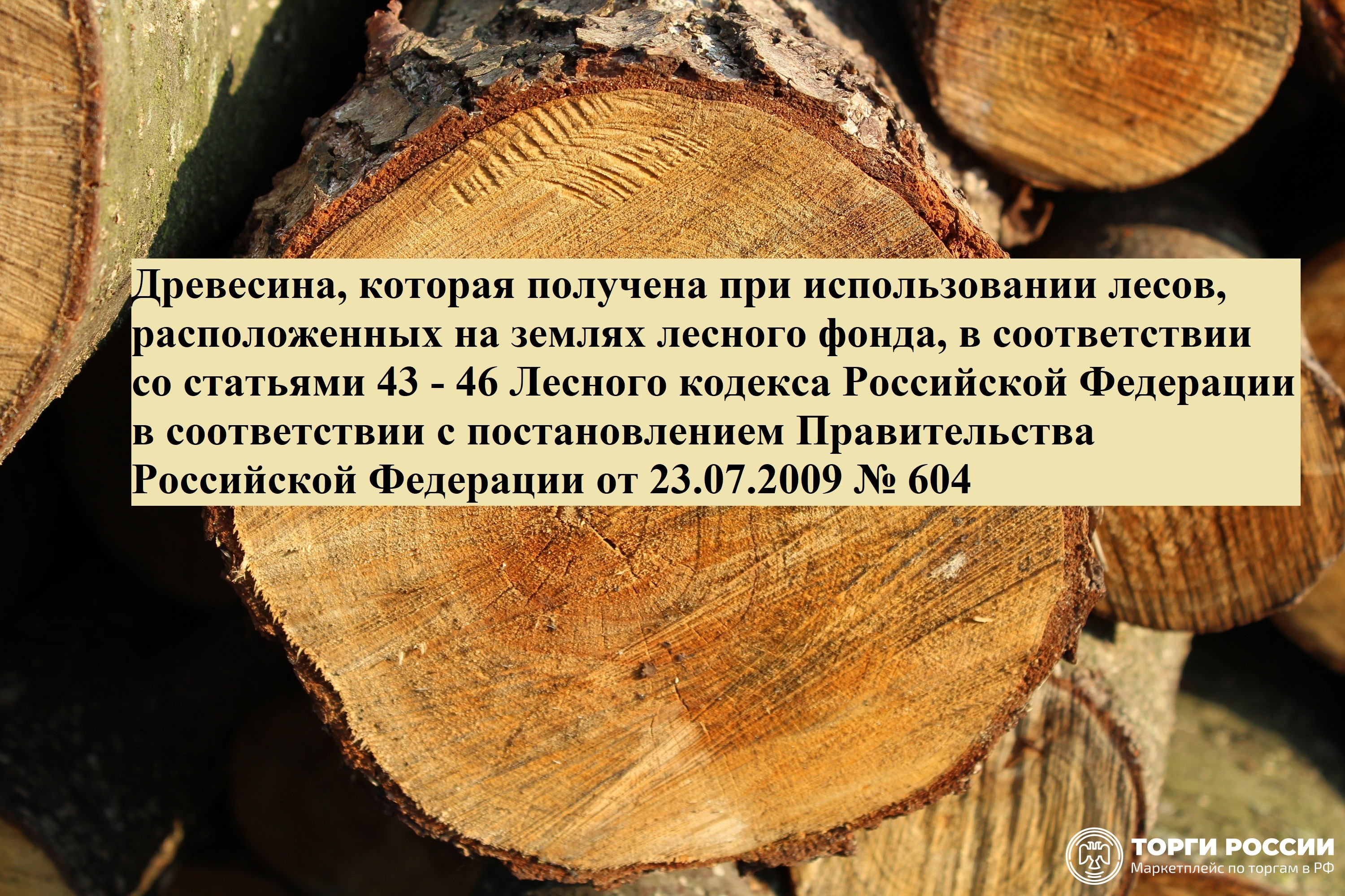 43 лесного кодекса. Состав древесины. Осина дерево. Дерево состава изделия. Сосна Кедровая.