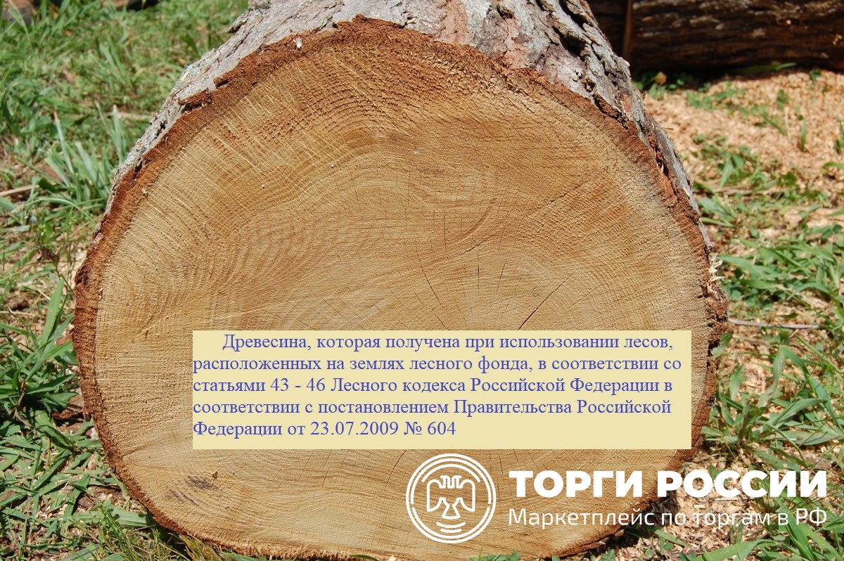 Дерево В Разрезе Фото