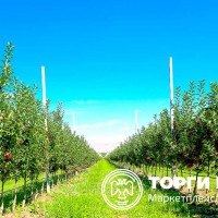 Изображение для лота №4517312