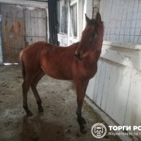 Изображение для лота №4509207