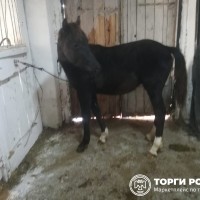 Изображение для лота №4509199